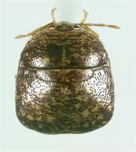 kudzu bug hibernation